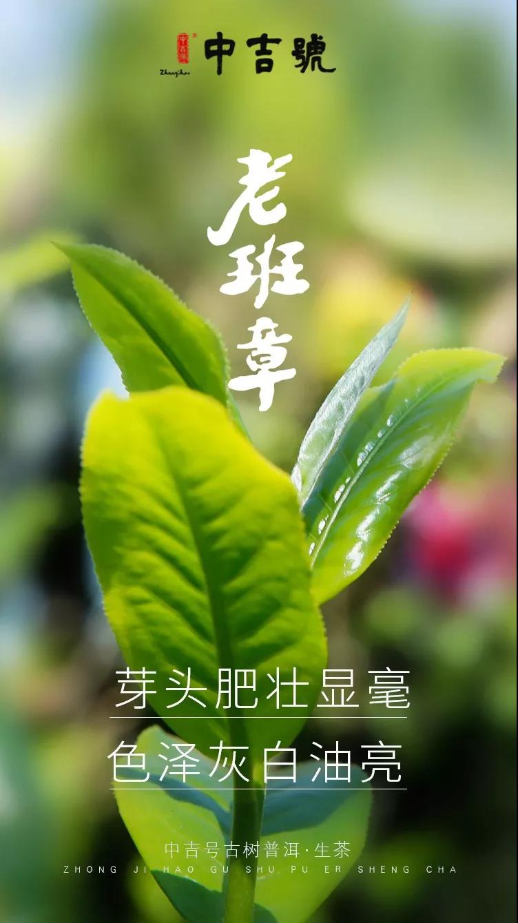 中吉号老班章