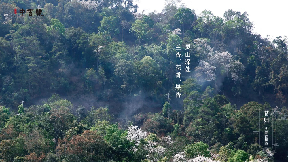 中吉号茶堂总结一下，