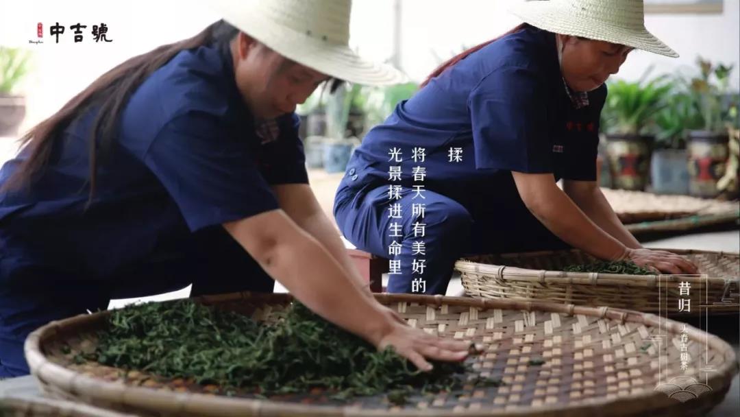 云南普洱茶